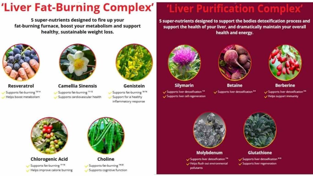 ingredients of hepatoburn